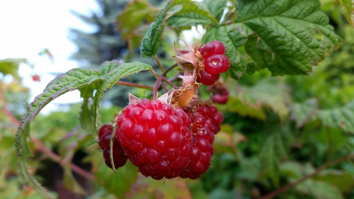 Bramble of Raspberries