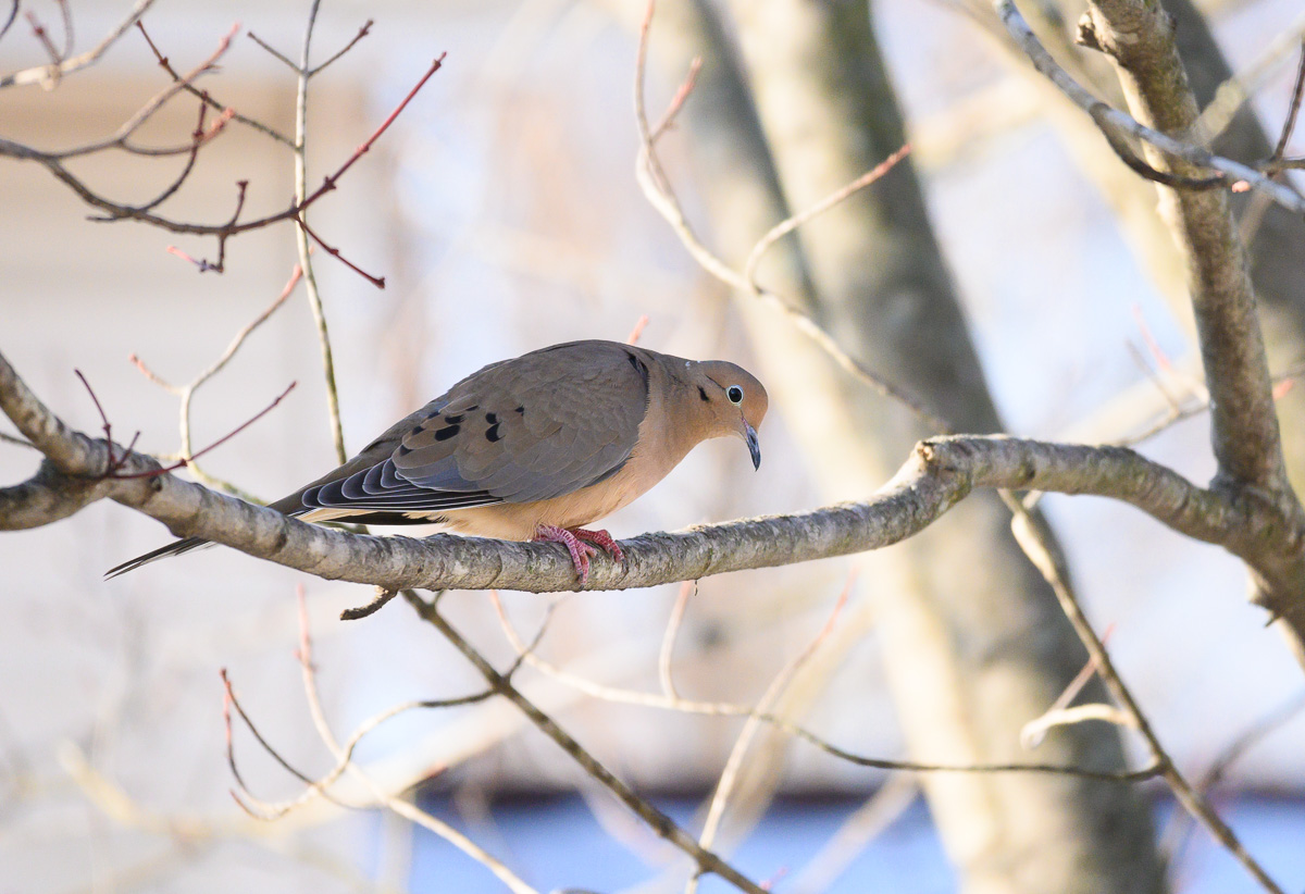 Mourning Dove perched on branch with Nikon Z50 and 50-250mm lens