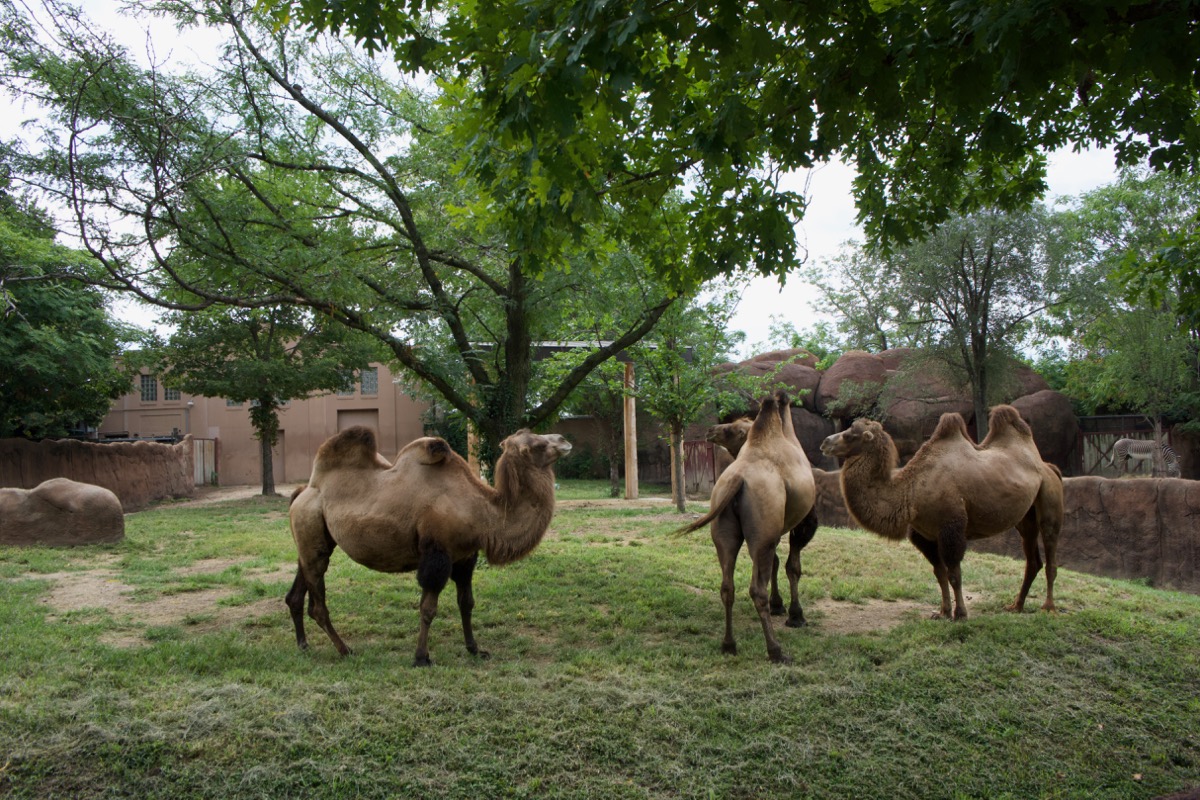 Camels at the St. Louis Zoo