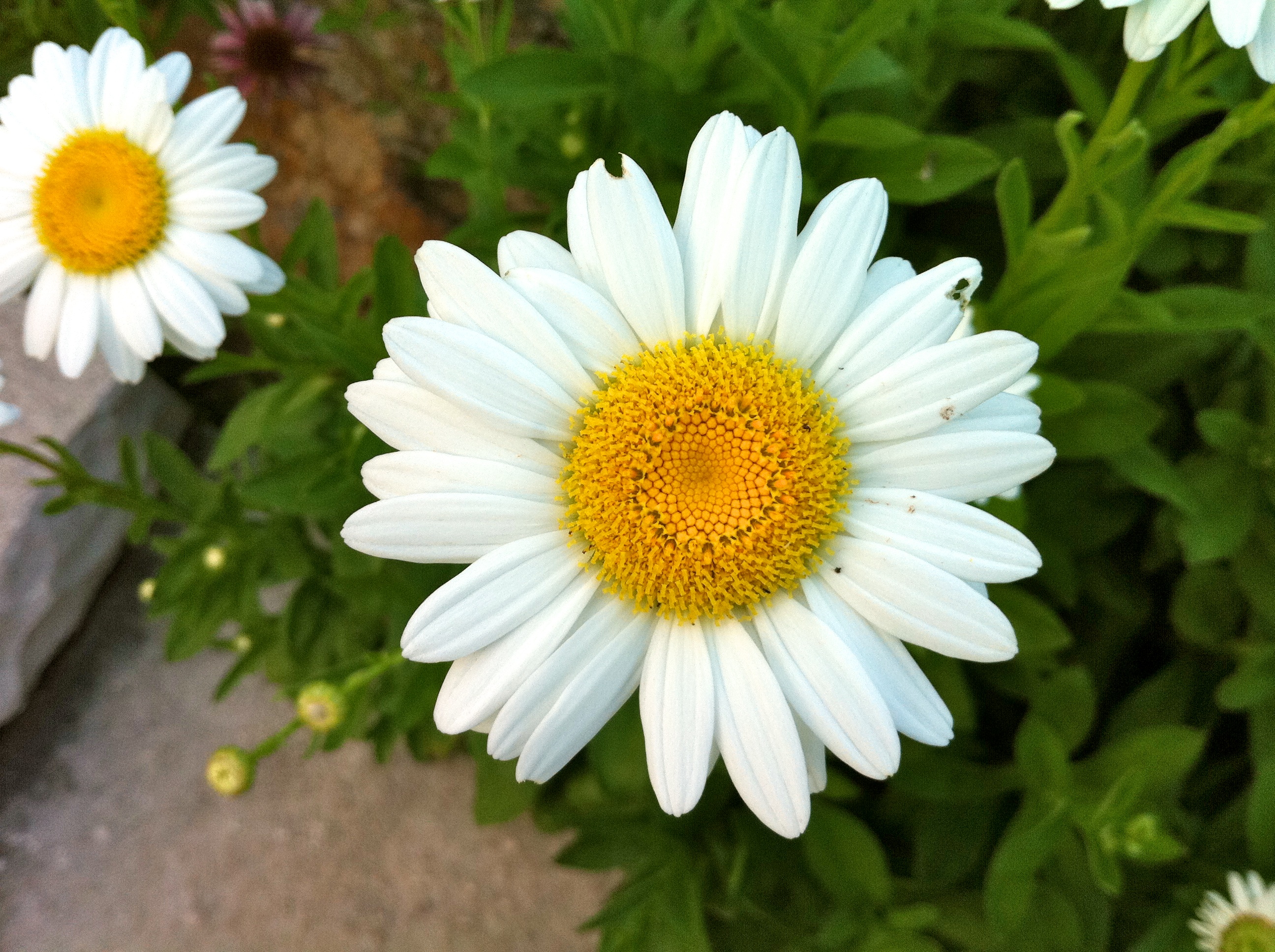 iPhone 4 Macro - Flower