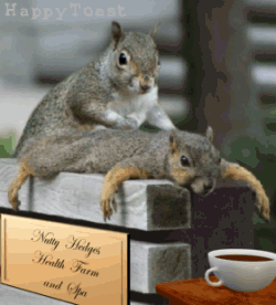 Rally Squirrel - Relax