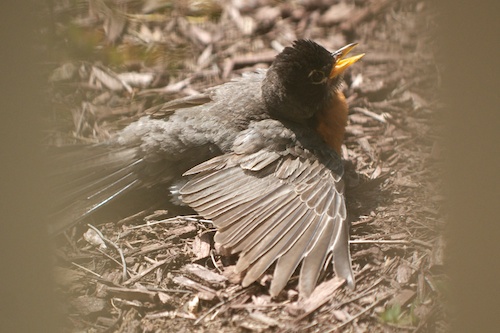 Too Hot for the Birds - Robin sunning wings