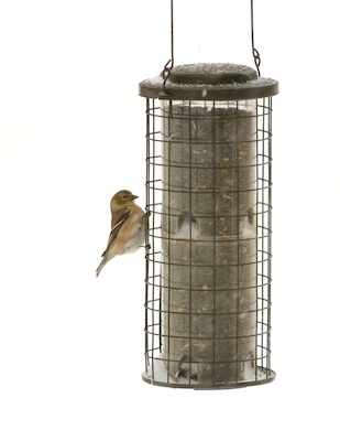 Snow bird on feeder backyard winter