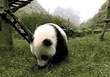 Rolling and flopping panda bear gif