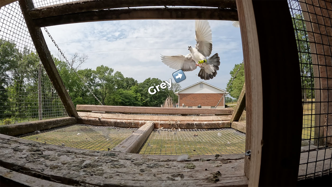 Grey dove homing pigeon flying back to coop with storage