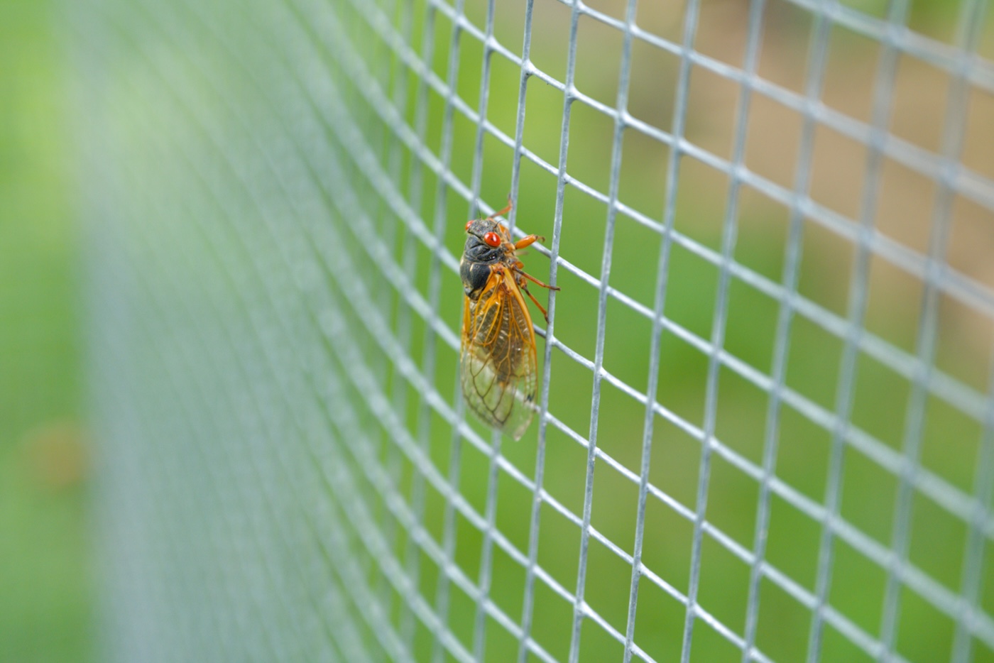 Cicada on hardware cloth with red eyes