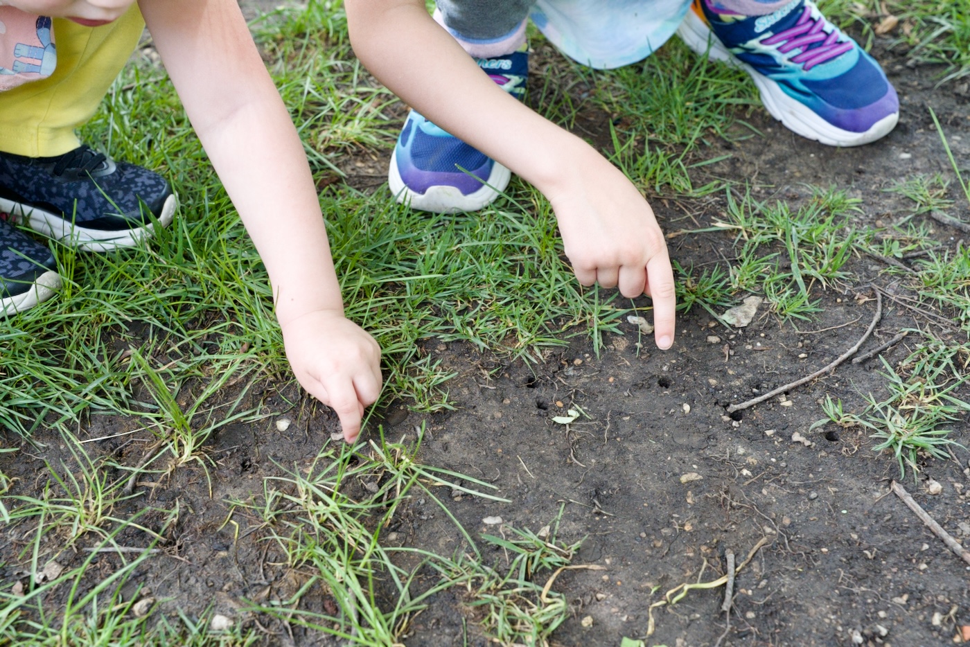 Cicada holes in ground