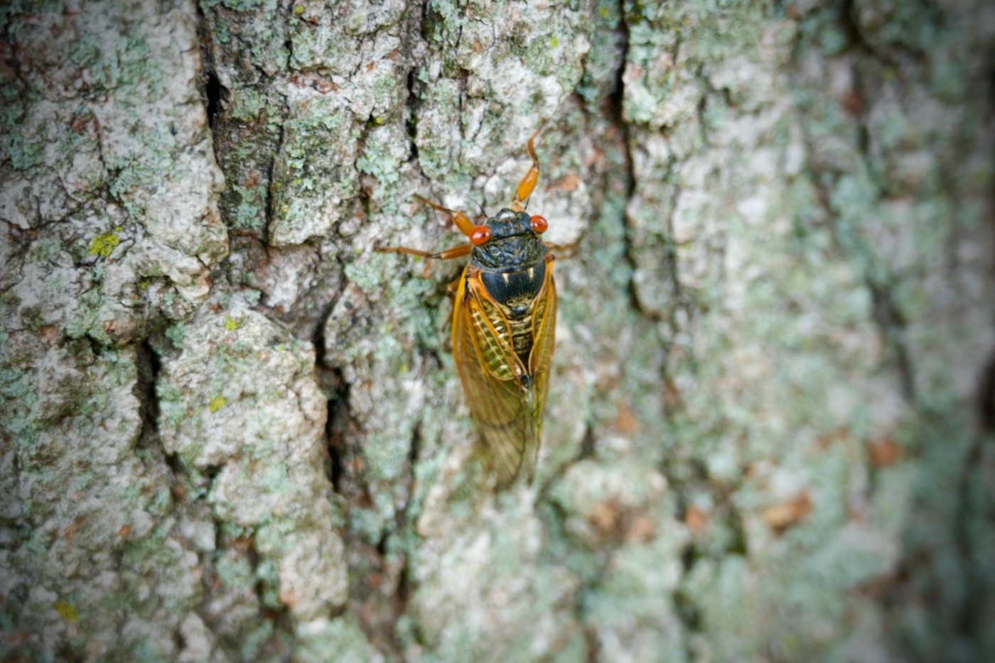 Cicada on tree