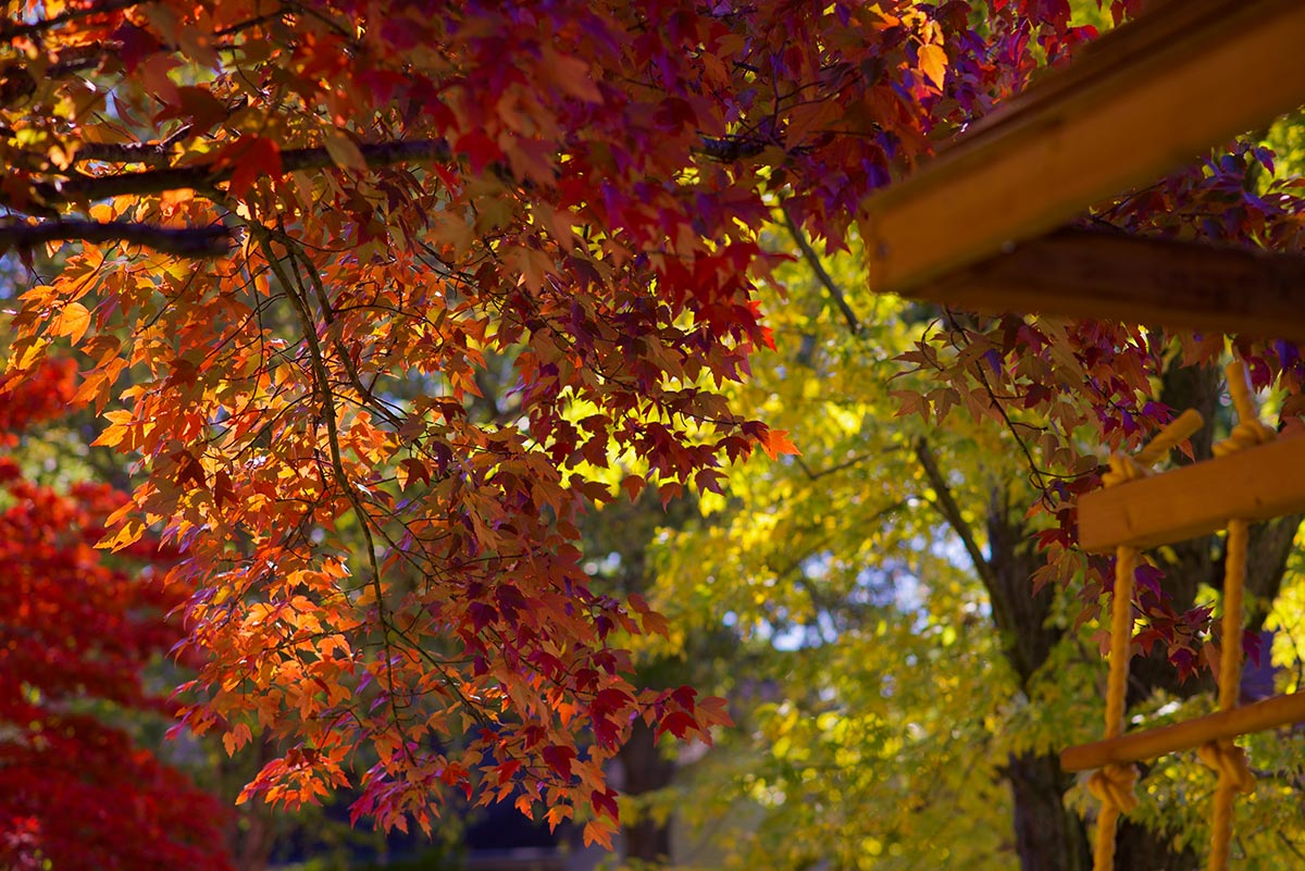 Fall leaves in the Geerling backyard - 2018