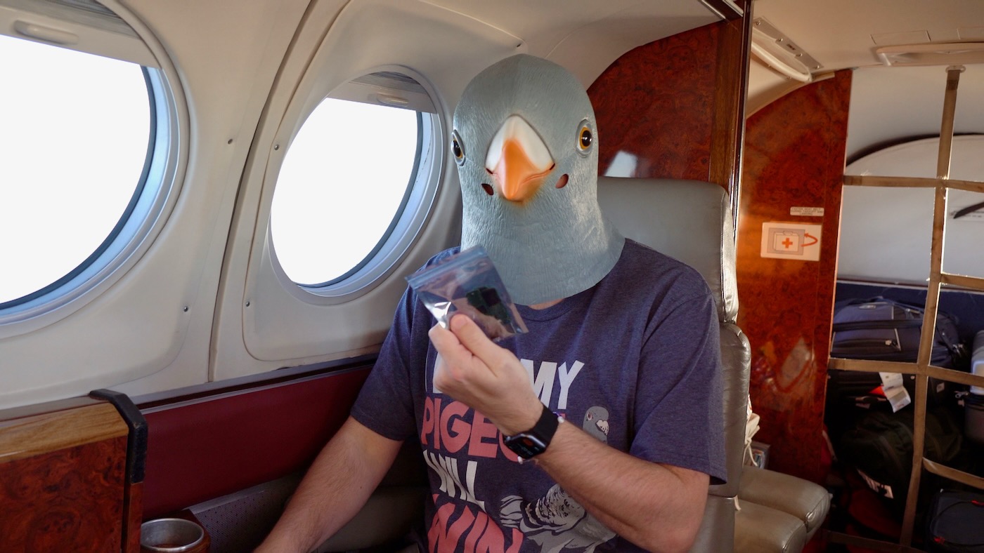 Jeff is a Pigeon or Pijeff on the airplane