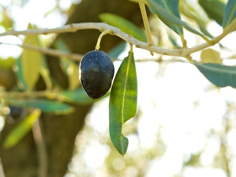 Olive on Tree in Rome