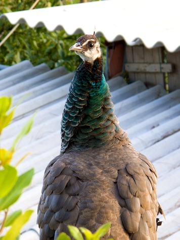 Peacock on Roof